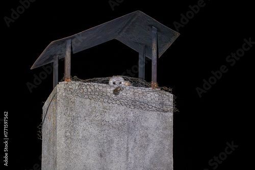 Owl Peeking from Chimney Top at Night