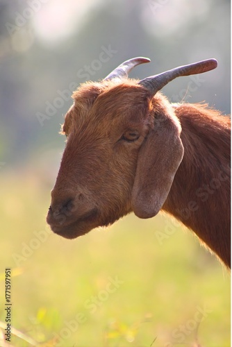 Brown bull and cow cattle grazing in the nature farm field with horns