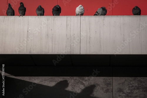 Pigeons sit on the facade