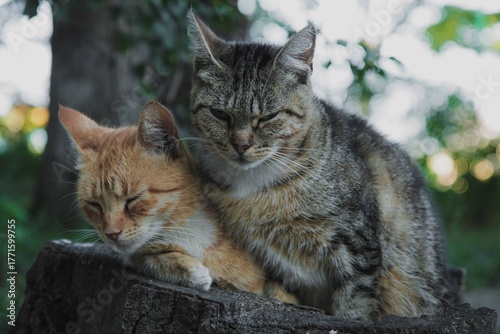 Two cats are lying on a stump