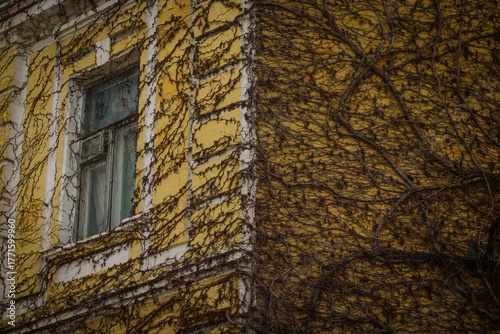 Detail of a building in grapes