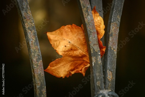 Autumn leaf