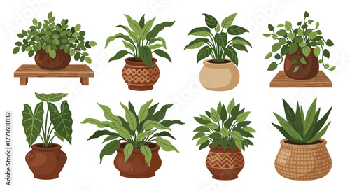 An assortment of vibrant green indoor plants housed in various decorative terracotta, ceramic, and woven pots, isolated on white.
