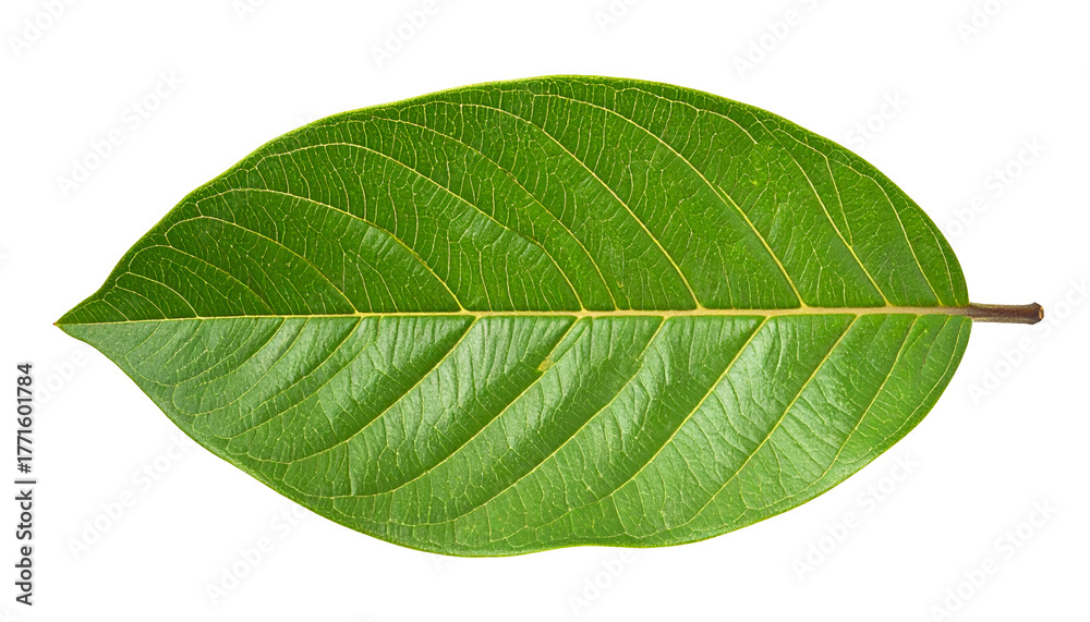 Obraz premium Vibrant green leaf top view with detailed veins and glossy texture, botanical specimen on isolated background