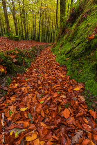 Canal de color otoñal surcando por el bosque 