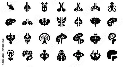 Vector icon set of human internal organs and the endocrine system, featuring glands like the pituitary and thyroid