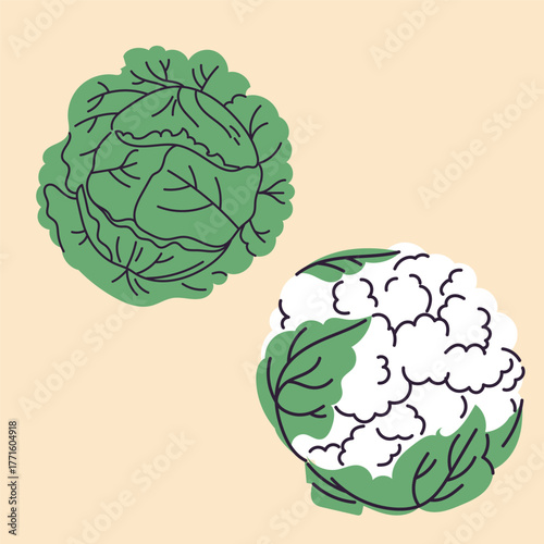 Hand-drawn white cabbage, cauliflower illustration in flat, doodle style. Simple design. Perfect for food packaging, kitchen prints, menus, and healthy 