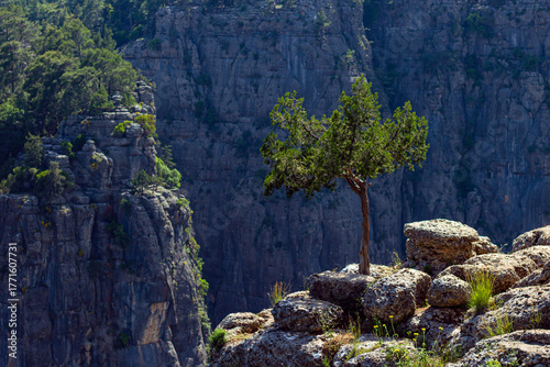 Calabrian Pine Growing on Cliff Edge in Tazı Canyon, Köprülü Canyon National Park, Antalya, Turkey