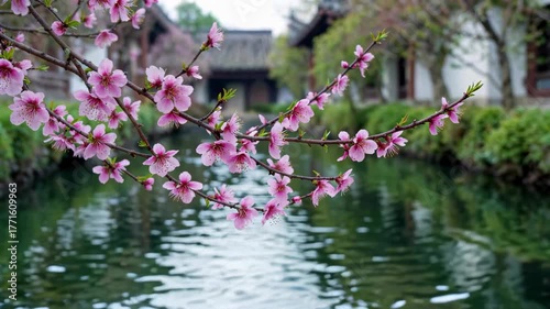 Pink peach blossoms blooming by the water The peach blossoms are in full bloom in the Jiangnan water town