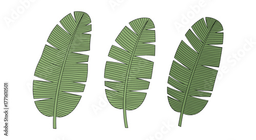 Three stylized green banana leaves with segmented edges and visible veins on a white background, ideal for tropical design elements.