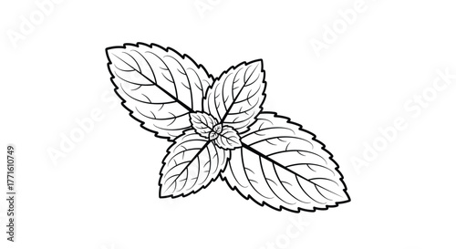An elegant black and white line drawing of a sprig of fresh mint leaves, showcasing the natural textures of serrated edges and prominent veins.