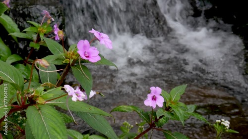 4K horizontal loop of clear stream flowing over mountain rocks with pink flowers in foreground. Calm cinematic nature background