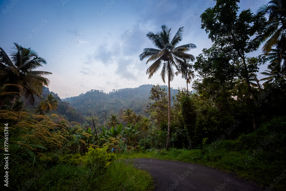 Fototapeta premium Munnar area landscapes in India