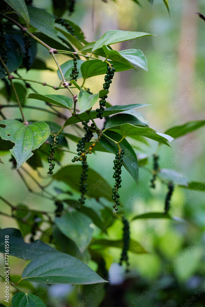 Fototapeta premium Pepper farm in India