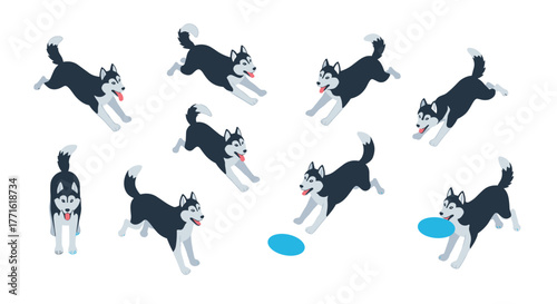 Playful husky dogs with frisbees in motion capture style