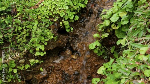 Looping footage of clear stream water trickling over moist soil surrounded by wild green plants. Perfect for natural background, eco themes, or relaxation visuals