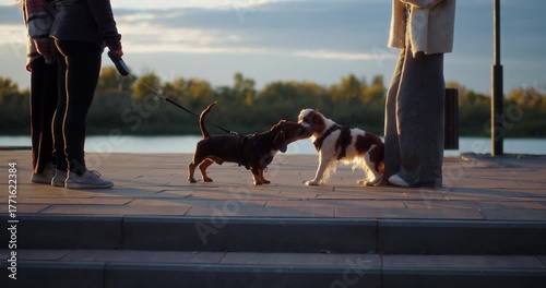 Two dogs meeting on leashes near river promenade at sunset