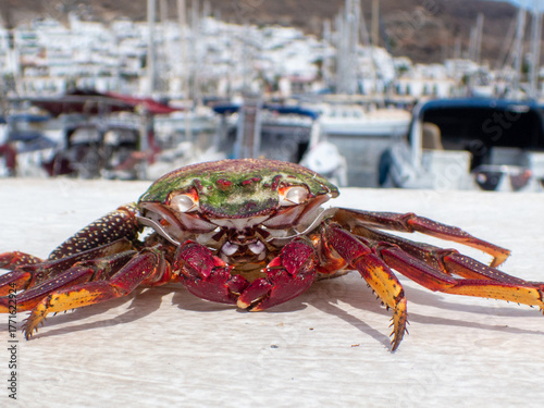 Sally Lightfoot crabs also called Red Rock crabs, macro photography taken Puerto de Mogán coast of Gran Canaria, Spain, Grapsus adscensionis, are native to the Canary Islands, including Gran Canaria.