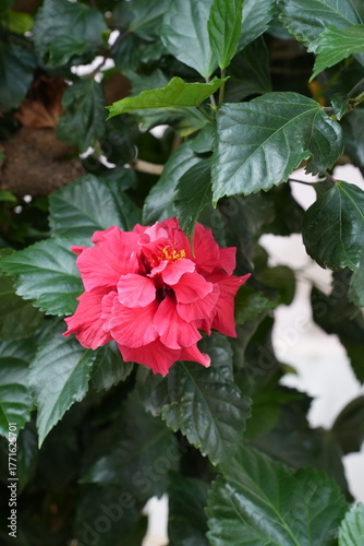 red flower in the garden