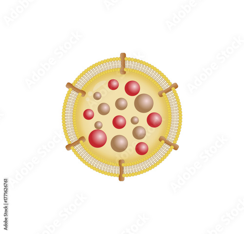 Anatomical structure of Lysosome: Hydrolytic enzymes, Membrane and transport proteins. Enzymes are used to break down and digest food particles, worn-out cell parts and engulfed viruses or bacteria.	