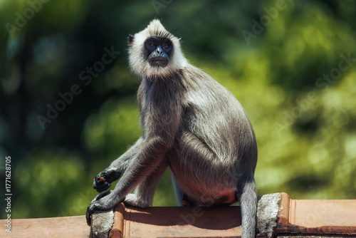 Photography Gray Langur Monkey Sitting on a Roof in Nature with Blurred Green Background
