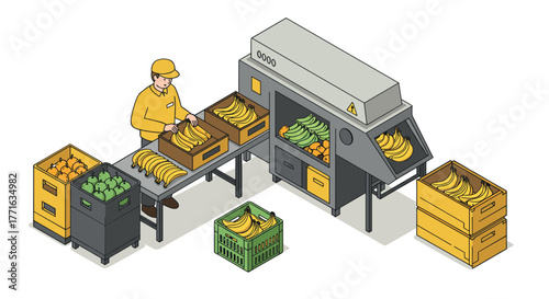 Isometric fruit sorting facility with worker arranging produce on conveyor belt