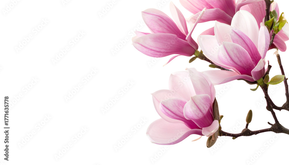 Naklejka premium Magnolia flower isolated on white background with pink flowers