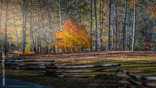 autumn forest in the morning