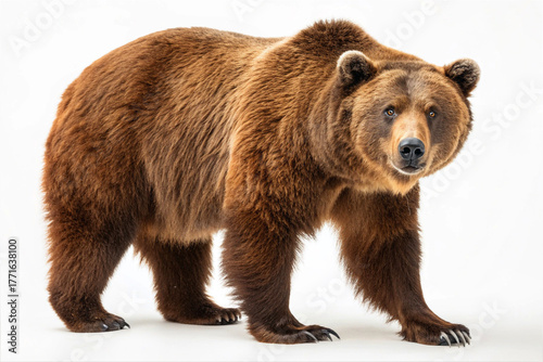 brown bear isolated on white