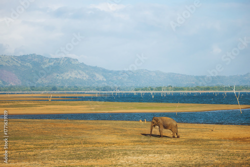 Canvas Print Lone Elephant Grazing Near Reservoir With Mountain Views In Udawalawe Park