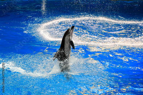 Tokyo Japan - 2017 September 30: A bottlenose dolphin performs in a dolphin show at an aquarium in Tokyo, jumping high out of the blue pool water and splashing.