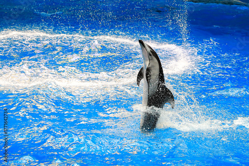 Tokyo Japan - 2017 September 30: A bottlenose dolphin performs in a dolphin show at an aquarium in Tokyo, jumping high out of the blue pool water and splashing.