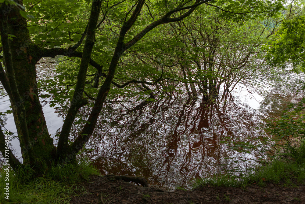 Naklejka premium Quiet waterside tree reflections in Fernilee Reservoir, Peak District National Park, Goyt Valley, Derbyshire, UK