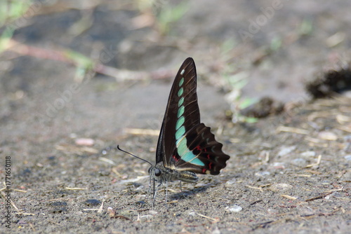 アオスジアゲハ静かに佇む自然光の中