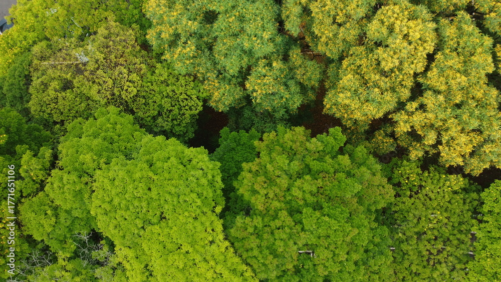 Naklejka premium Top-Down Aerial View of Lush Green and Yellow Tree Canopy in Forest