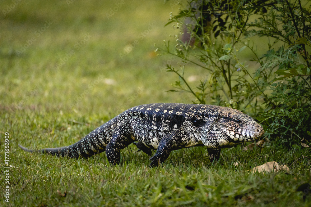 Naklejka premium Argentine black and white tegu lizard (Salvator merianae) walking on grass in São Paulo, Brazil