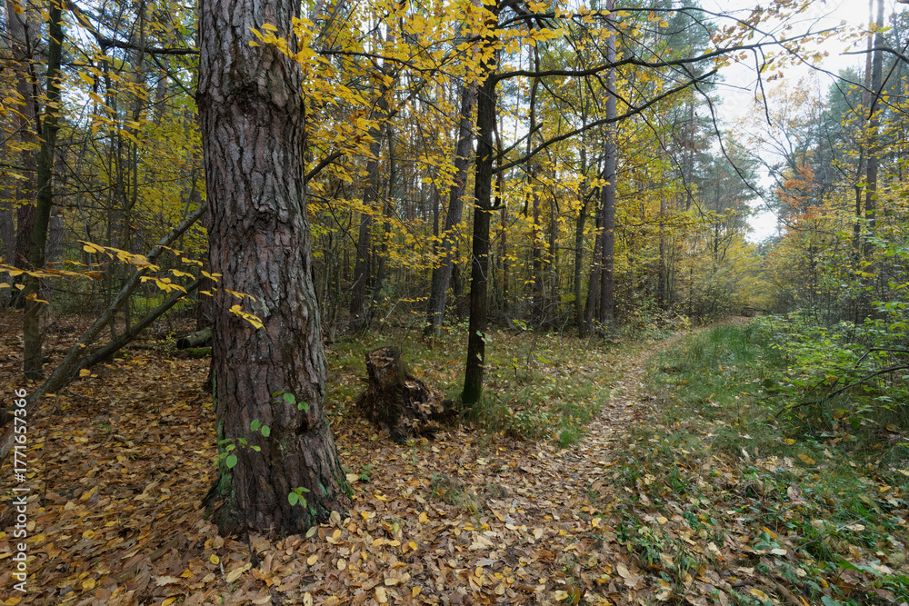 Fototapeta premium Golden autumn leaves cover a forest path