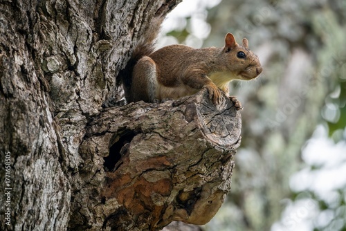 A brown squirrel is perched alertly on the rough bark of a tree, peering out from a branch as it surveys its surroundings in a natural forest setting.