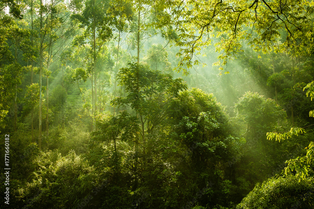 Obraz premium green forest with sun rays