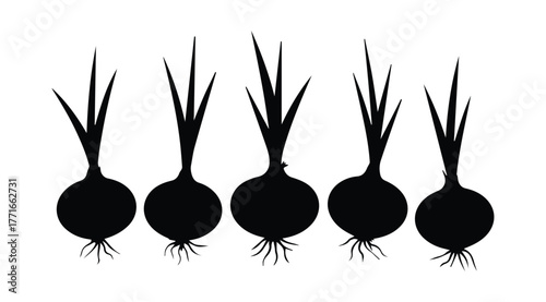 Black Onion Silhouettes Vector Icons Set