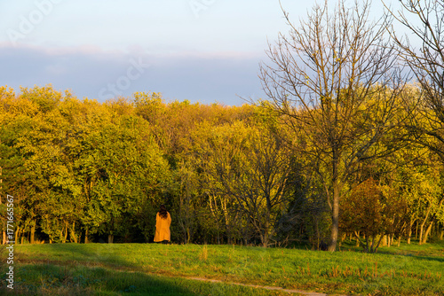 autumn landscape with trees,  Tineretului Park, Bucharest City, Romania 
