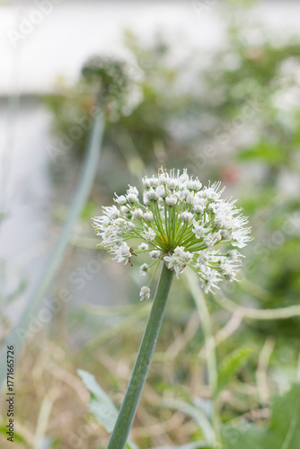 Onion flower pyaj Ka phul kanda ka Phul.