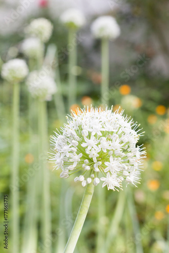 Onion flower pyaj Ka phul kanda ka Phul.