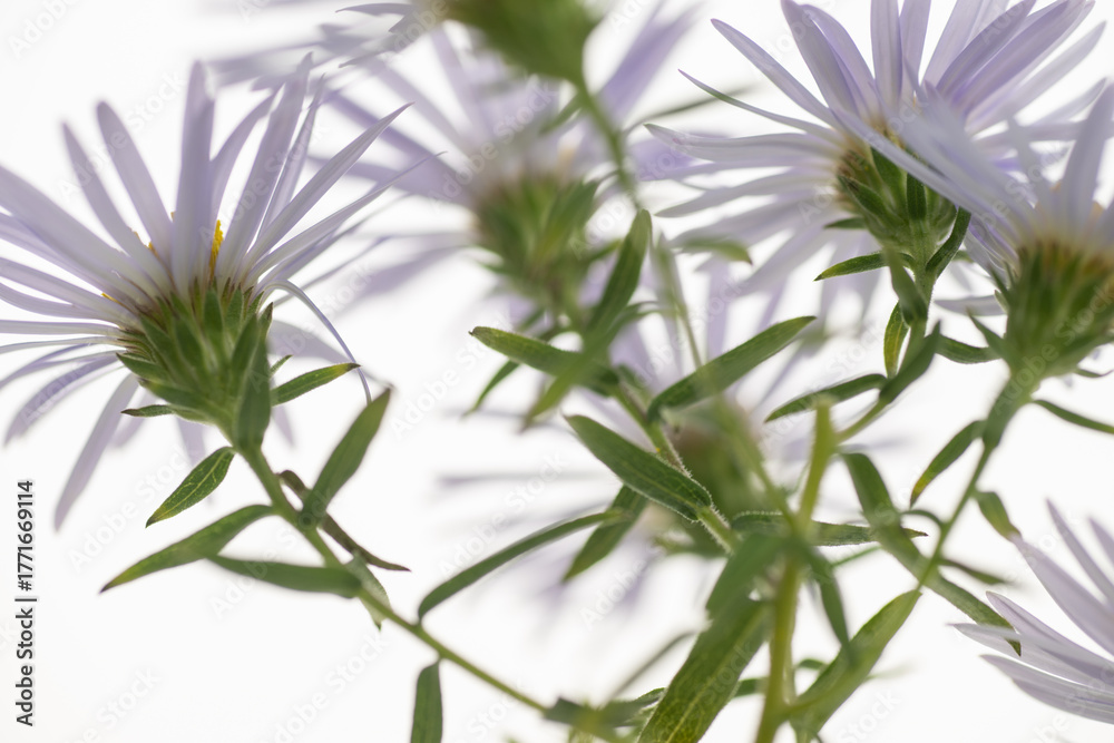 Fototapeta premium Close up of Light Purple Aster Flowers with Yellow Centers