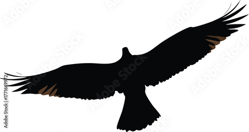 Majestic black bird soaring gracefully with wings spread wide against a bright white background