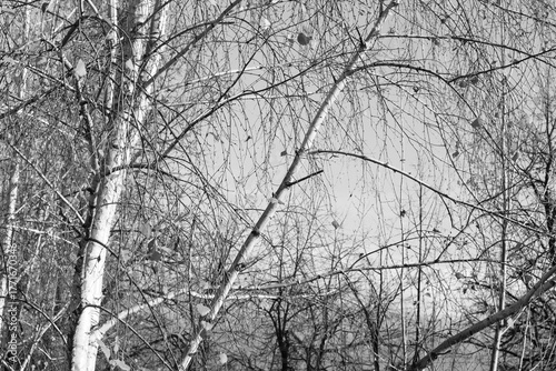 black-and-white photo with white birches