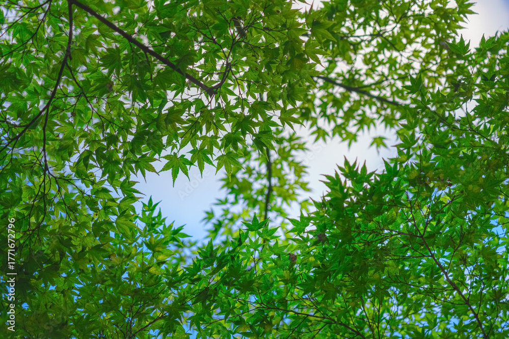 Fototapeta premium Kyoto, Japan - Oct 11 2024, panoramic view of the clear blue sky through the green foliage of the Japanese maple tree, Kyoto, Japan