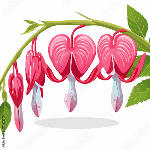 Bleeding glory bower flower bleeding heart vine with green leaves isolated on white background with clipping path
3