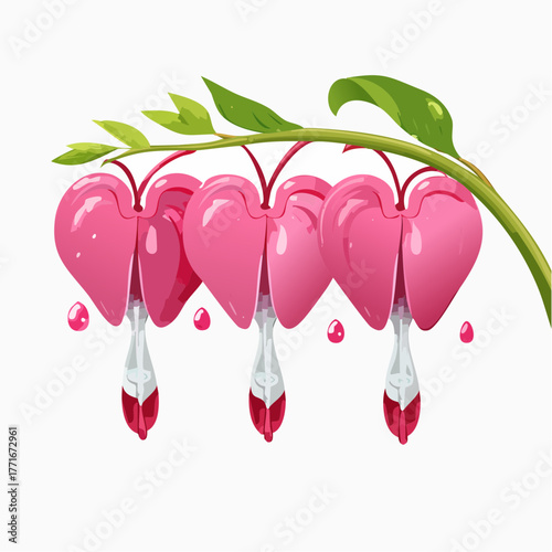 Bleeding glory bower flower bleeding heart vine with green leaves isolated on white background with clipping path
3