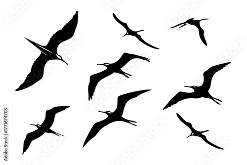 Minimalist frigatebird in sky icon set